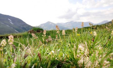 SPEICK — сила природы